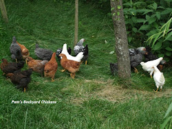 breeds chicken different