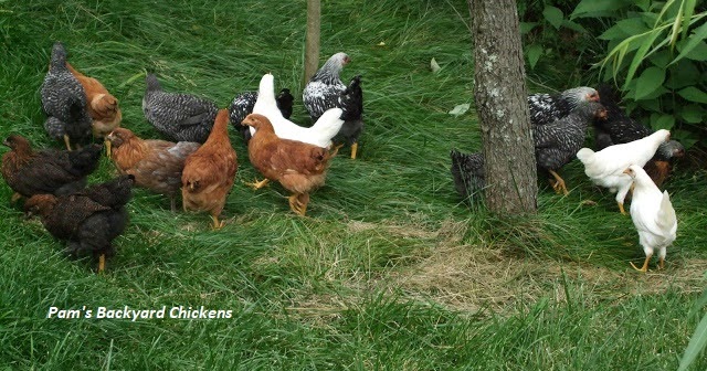 Pam's Backyard Chickens: A Guide to Chicken Feather Types