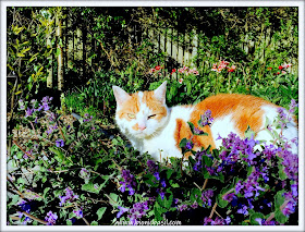 Amber's Supurr Happy Catmint Experience  ©BionicBasil® The Pet Parade 373