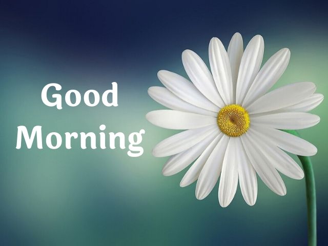 beautiful flower good morning images hd beautiful flower good morning images hd