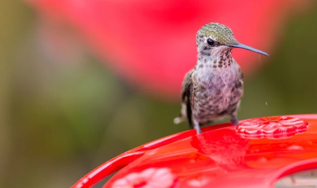 Animals Mammals, Birds, Hummingbirds, 