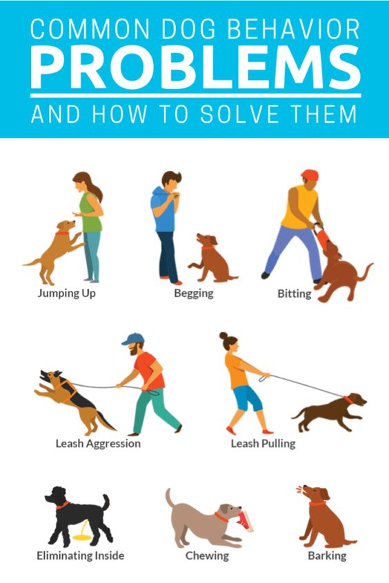 dogs problem and solution
