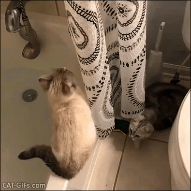 Funny Kitten GIF • Wait for it! Naughty kitty pushes his innocent sister in the bathtub full of water, haha Funny Kitten GIF • Wait for it! Naughty kitty pushes his innocent sister in the bathtub full of water, haha