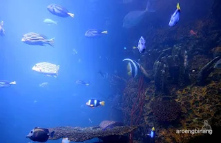 jakarta aquarium neo soho