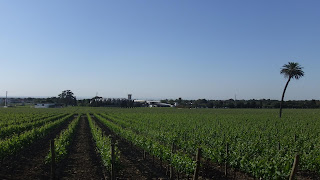 Transformada Vinha.jpg 16x9