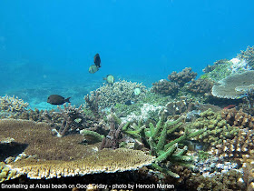 Terumbu karang di Papua Barat