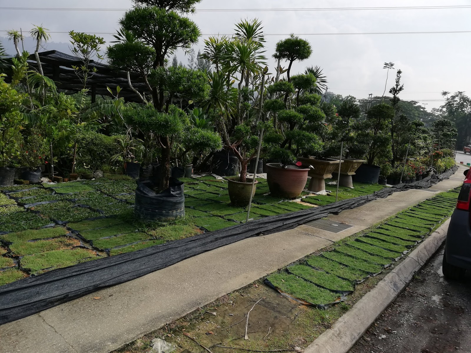 Garden Chronicles of James David A Trip to Sg.Buloh Nurseries (Updated