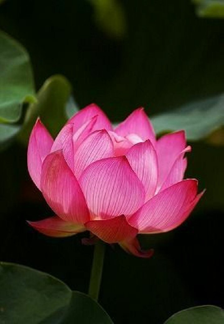 Hoa sen là một biểu tượng của sự sạch sẽ, đẹp mắt và thanh cao trong văn hóa Việt Nam. Sự độc đáo, tinh tế và dứt khoát của loài hoa này giúp nó được yêu thích và trân trọng. Bấm vào hình ảnh liên quan để khám phá hình ảnh hoa sen tuyệt đẹp và độc đáo.