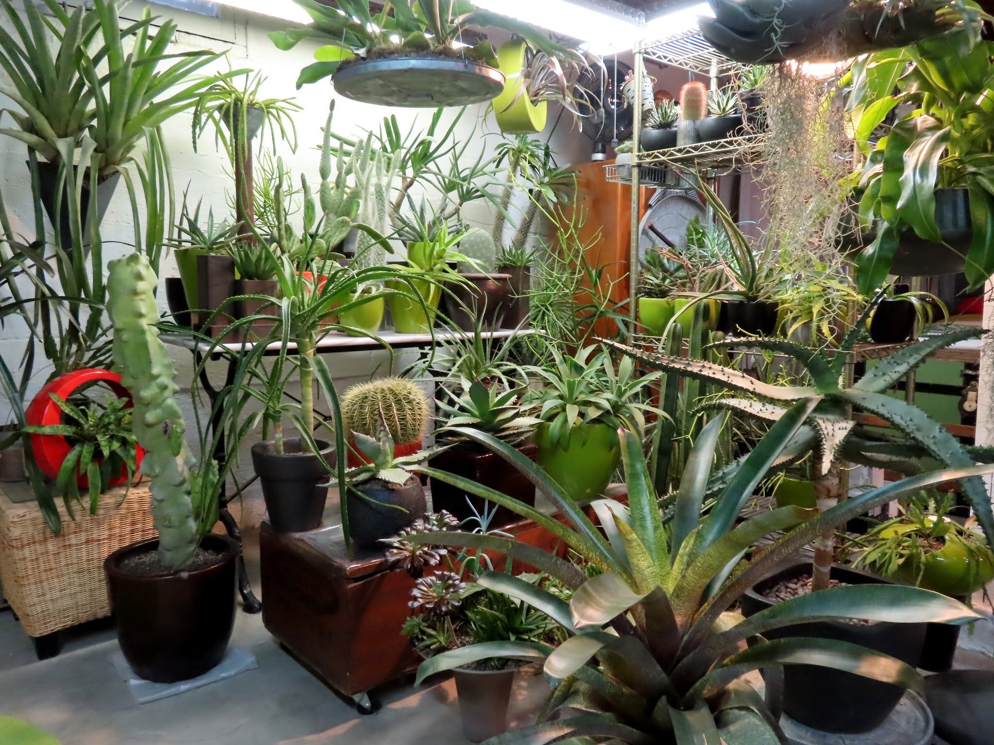 Plants For Basement Plants That Grow Without Sunlight 26 Best Plants