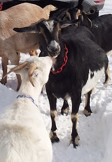 Simone the goat with Half-Pint