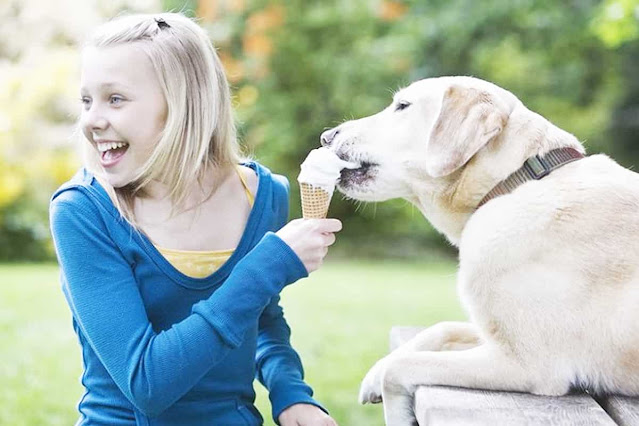 Labrador isst Eiscreme