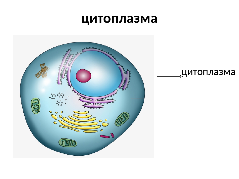 Цитоплазма значение этой структуры в жизнедеятельности клетки. Строение цитоплазмы. Строение цитоплазмы клетки. Структура цитоплазмы клетки. Цитоплазма ;bdjnyjqrktnrb строение.