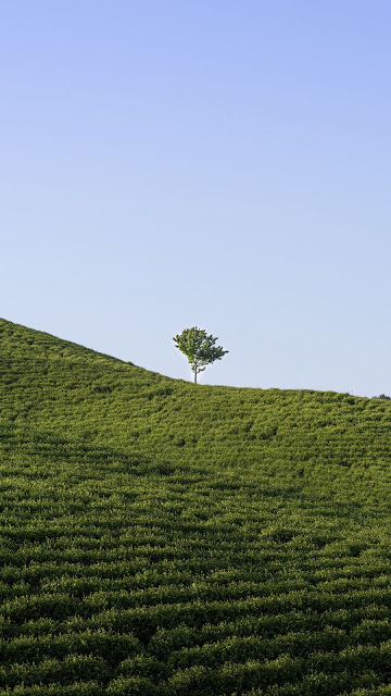 Beautiful view of endless green lonely tree