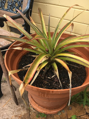 Growing a Pineapple Plant in a Pot 