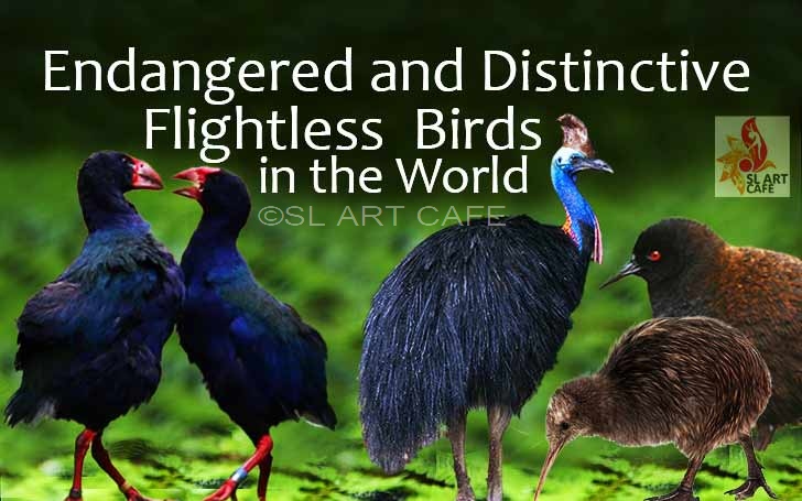 Flightless bird a name Text or