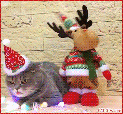 Christmas Cat GIF • 'Melissa' quiet cat with blep tongue and crazy dancing reindeer, haha! Christmas Cat GIF • 'Melissa' quiet cat with blep tongue and crazy dancing reindeer, haha!