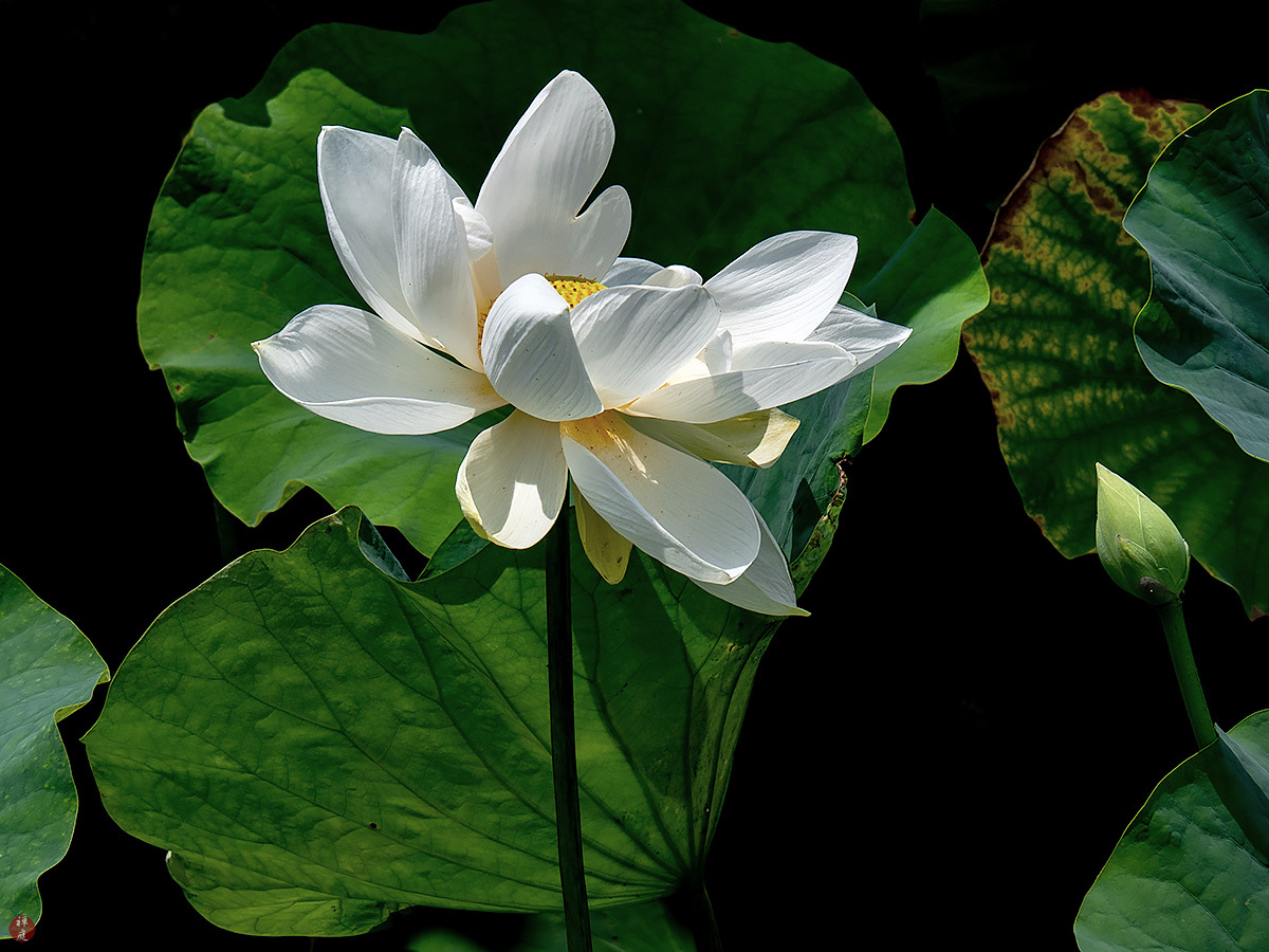 FROM THE GARDEN OF ZEN Sacred lotus flower Tsurugaokahachimangu