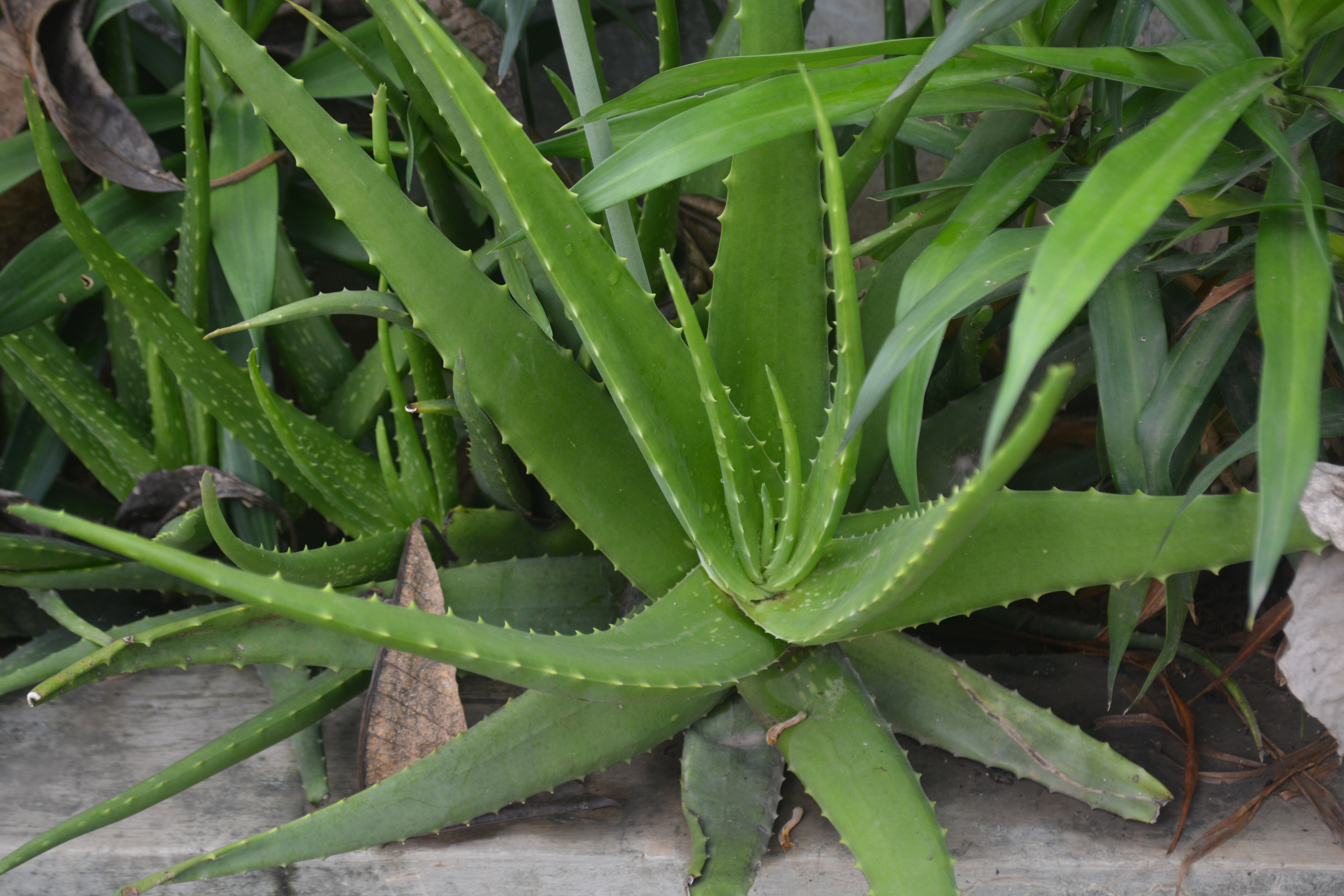 Aloe Vera L Burm F Lidah Buaya Dan Aneka Manfaatnya Planter And Forester