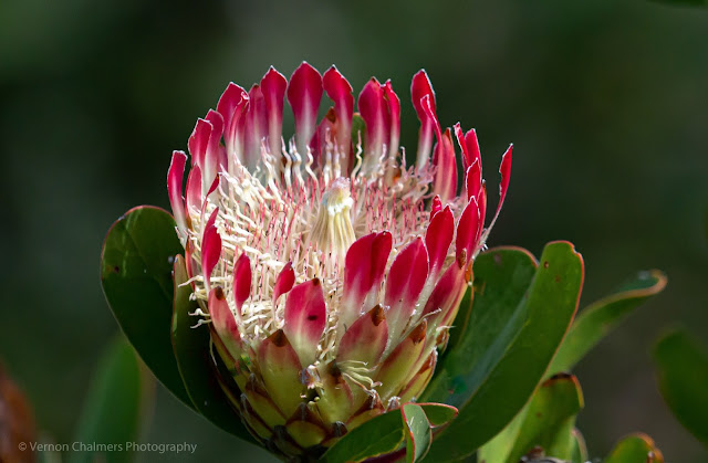 King Protea Kirstenbosch National Botanical Garden © Vernon Chalmers Photography