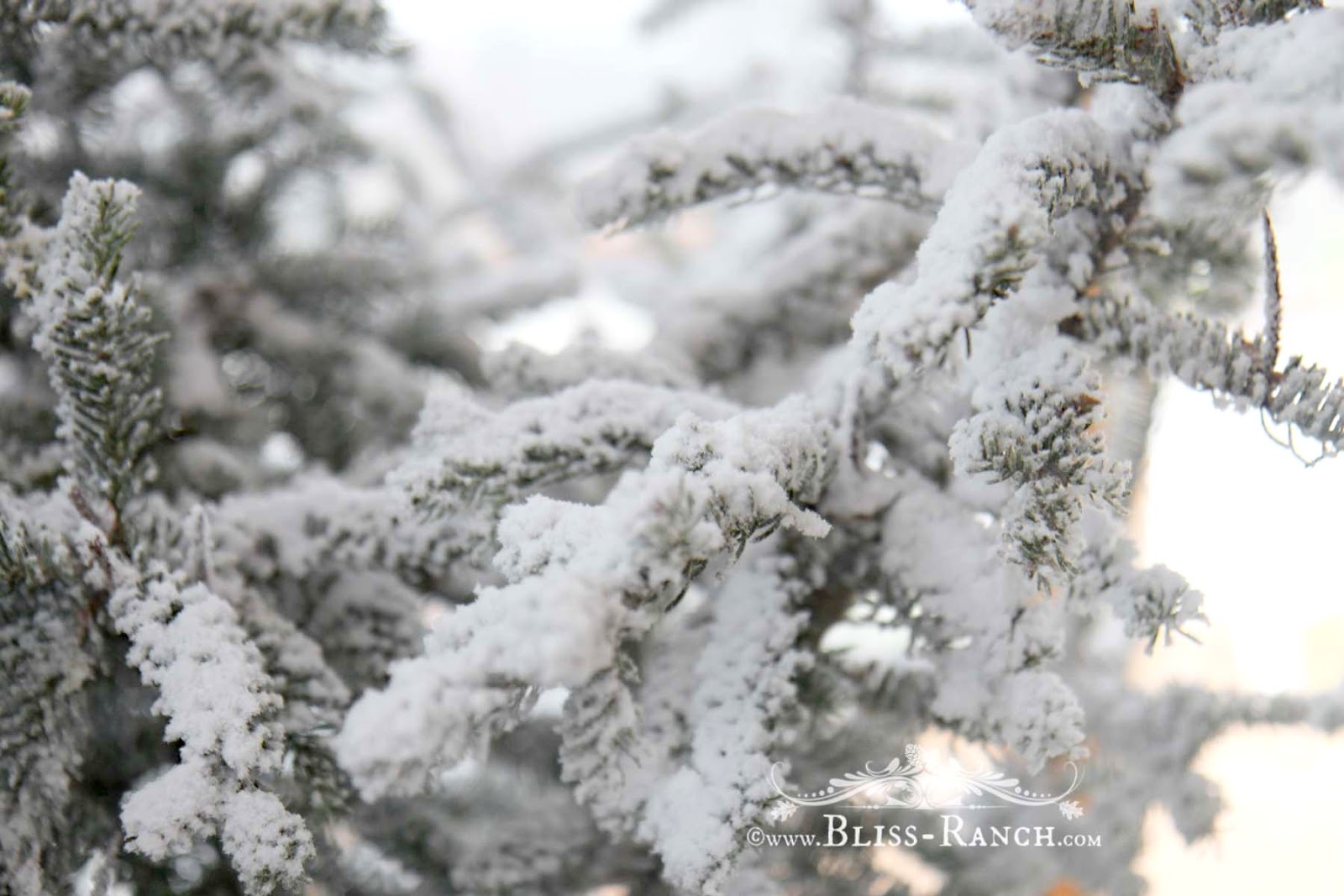 Bliss Ranch Flocking The Tree Using A Pro Grade Flock