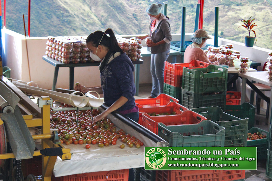 producción de tomate cherry en El Jarillo Estado Miranda
