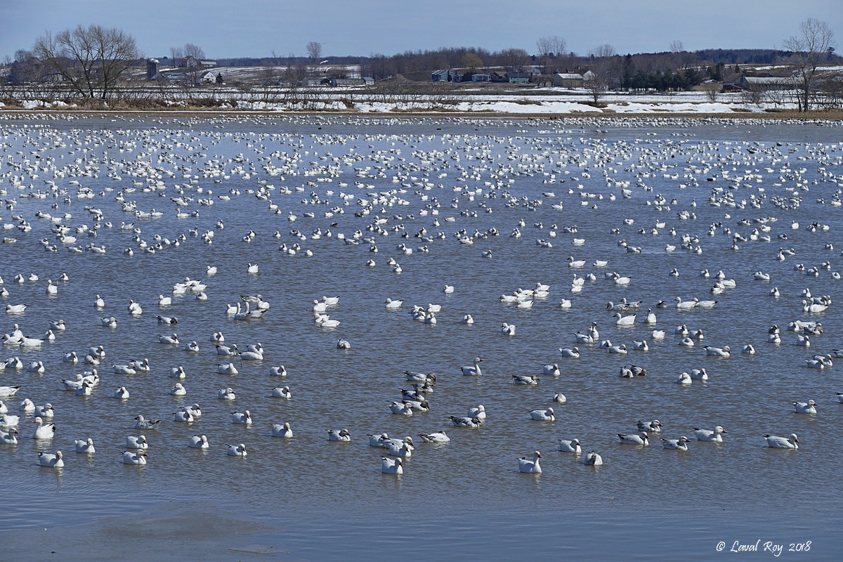 Des oiseaux sur ma route BaieduFebvre, l'incontournable.