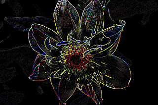 Fauna, Flora, Tiere, Vögel, Fische, Insekten, Blumen, Fauna, Flora, Tiere, Vögel, Fische, Insekten, Blumen,