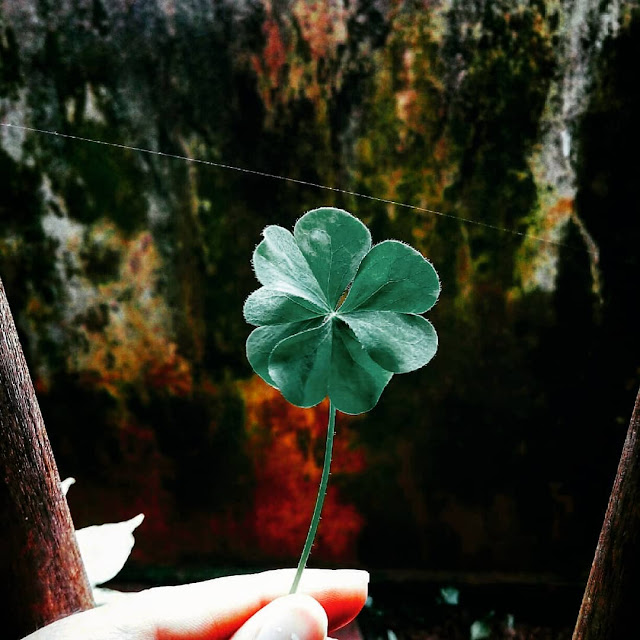 45+ Hình Nền Điện Thoại Cỏ 4 Lá May Mắn, Niềm Tin, Hy Vọng, Tình Yêu