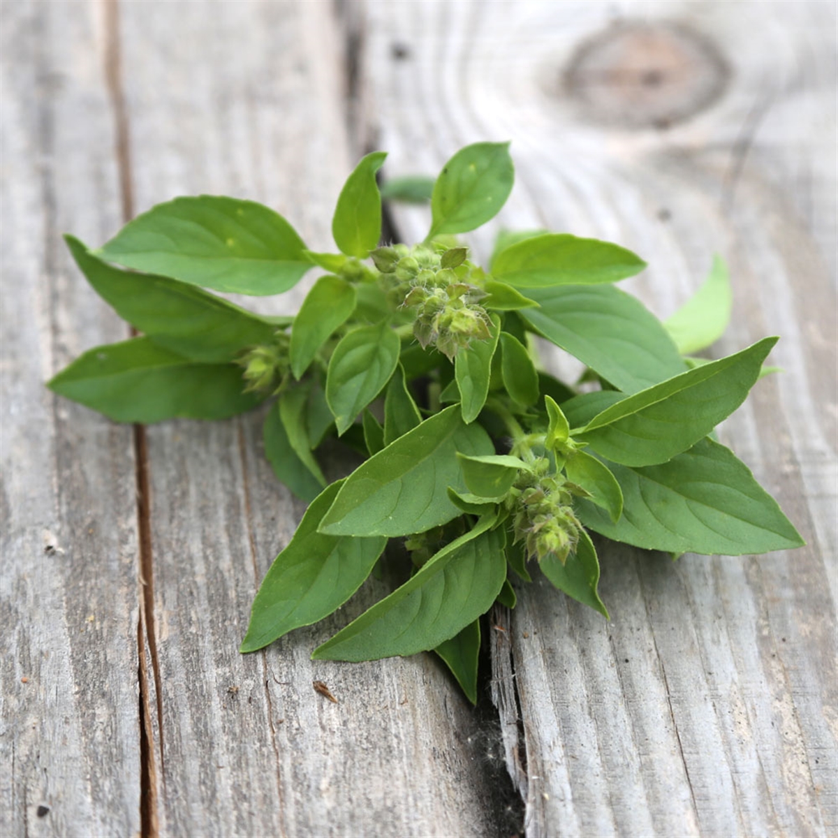 Traiter les taches blanches de vitiligo avec ces remèdes qui augmentent la production de mélanine