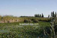 ישראל בתמונות: גן לאומי מקורות הירקון ותל אפק - אנטיפטריס