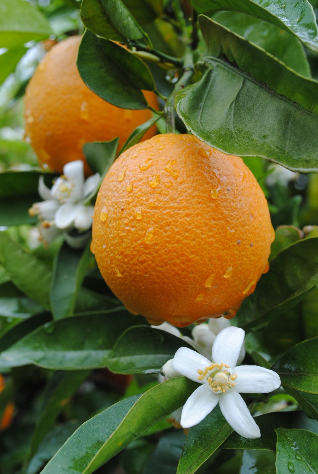 Цитрусовые турции на