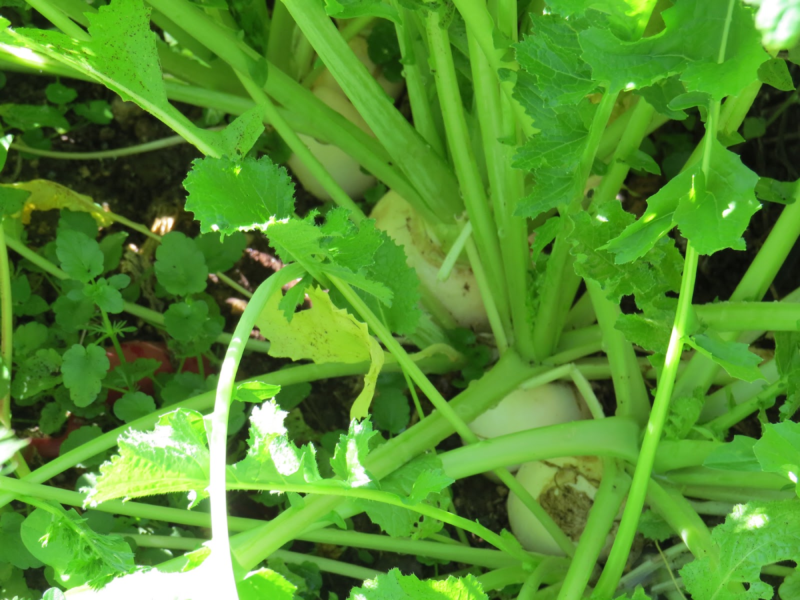 Edible Herbs, Flowers & Other Edibles Grow Your Own Dinner! Greens