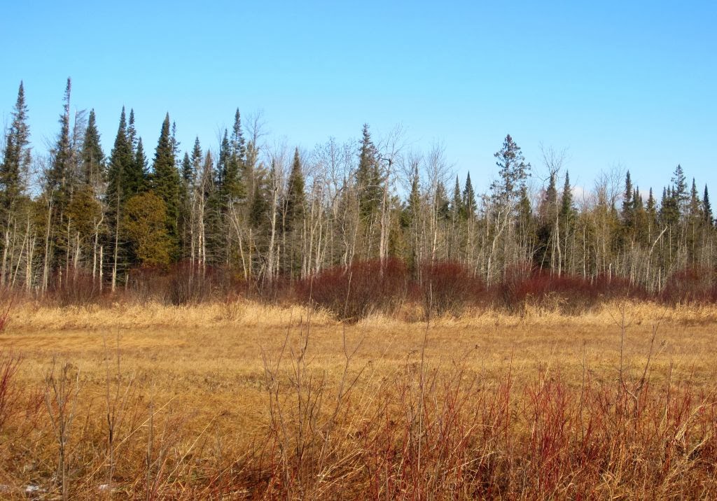 Windswept Adventure County Route 50, Along The Deer River In Brasher