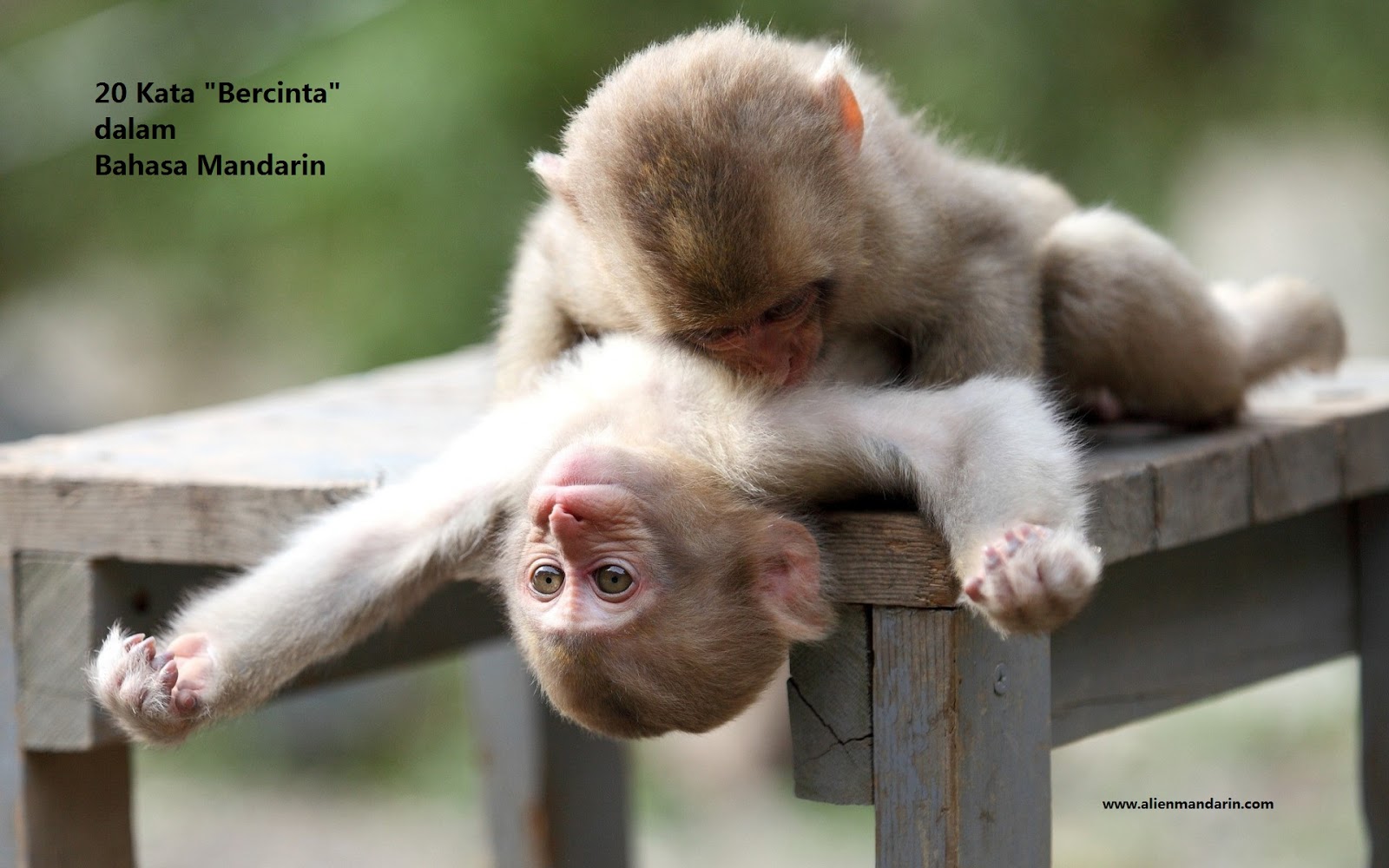 17 20 Kata Bercinta Dalam Bahasa Mandarin