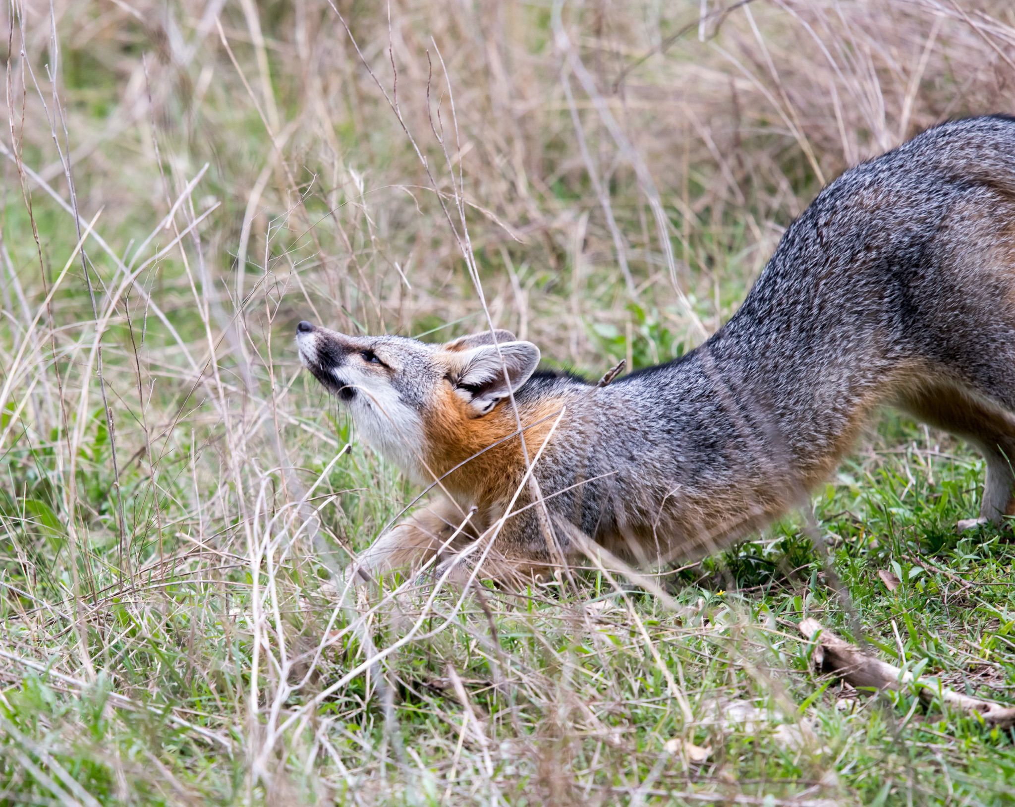 Outdoor Tips from Texas Parks & Wildlife magazine: Mammal Monday —  Fantastic Fox