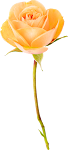 Flower_36.png