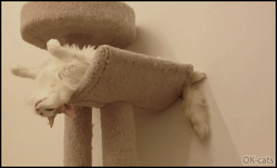 Weird Cat GIF • Funny cat sleeping on his back on very weird and acrobatic position Weird Cat GIF • Funny cat sleeping on his back on very weird and acrobatic position