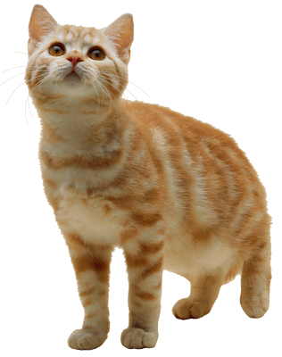 Ginger tabby domestic cat