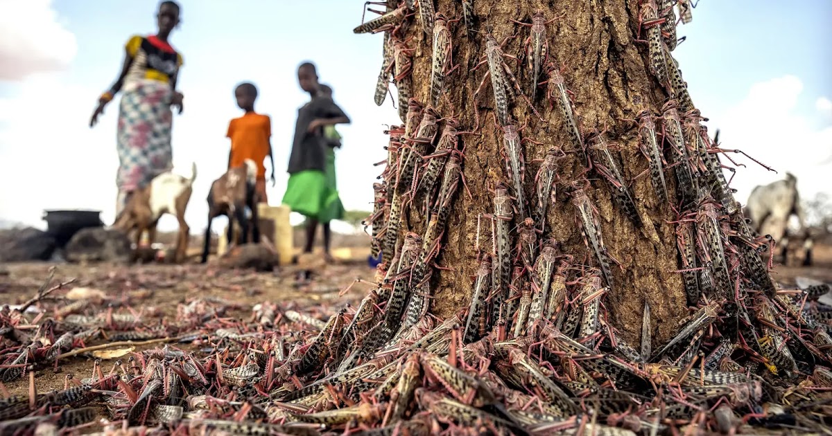 Sciency Thoughts Emerging Locust swarms threaten further food