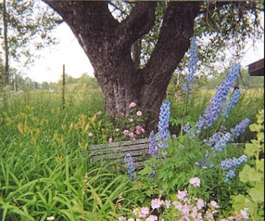 Old Apple Tree and Delphiniums