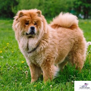 Characteristics of chow chow In India