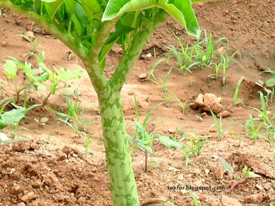 MY JOURNEY FOR MEDICINAL PLANTS GOD"S OWN MEDICINES(FOODS)