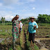 BABINSA BERSAMA PETANI KOMPAK BASMI SERANGAN TIKUS