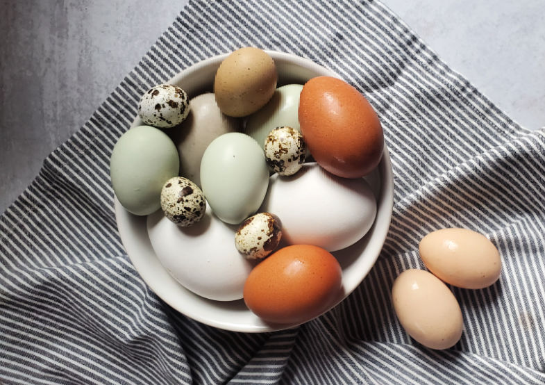 Duck Egg Identification Chart