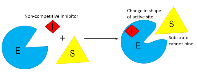 types of enzyme inhibitors-noncompetitive inhibitors