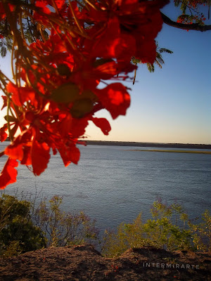 Flores rojas en Bella Vista, Corrientes