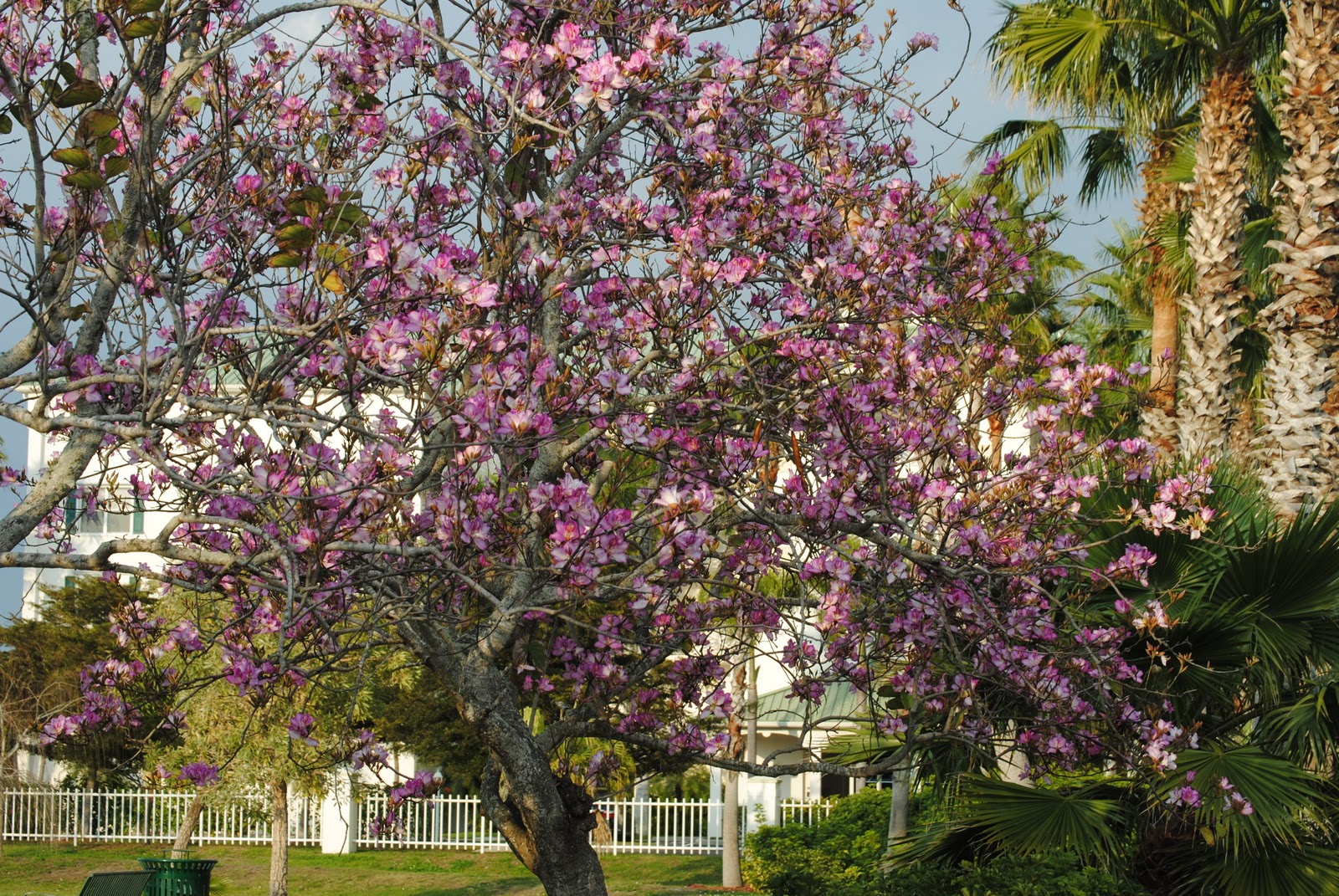 Field Notes and Photos Orchid Tree