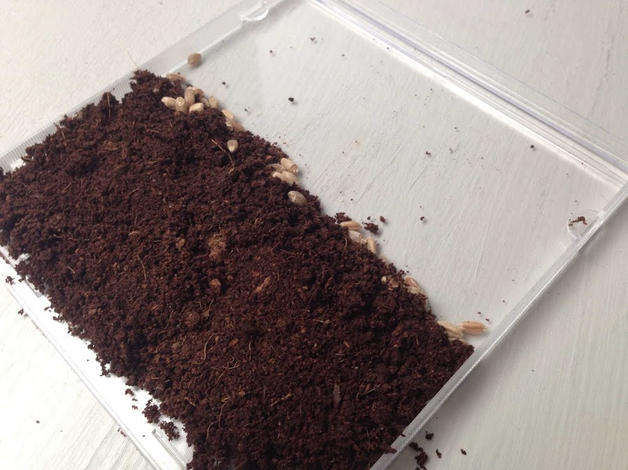 PROYECTO DE CIENCIA PARA NIÑOS MINI JARDIN SIEMBRA SEMILLAS