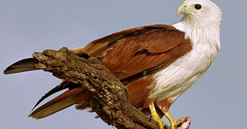 23 Arti Mimpi Tentang Burung Elang Sayap Coklat Menurut Primbon Jawa Dan  Islam - Arti Mimpi