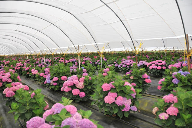 pink hydrangea